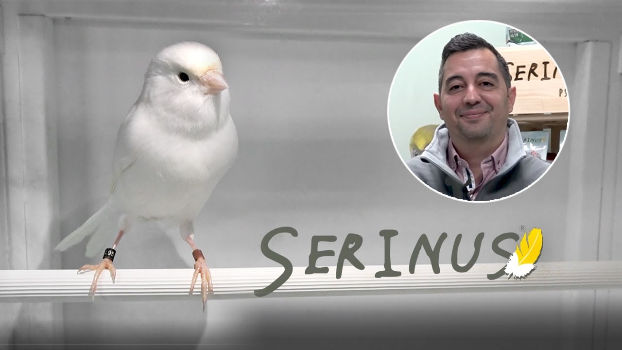 How to use Serinus hand-feeding formulas