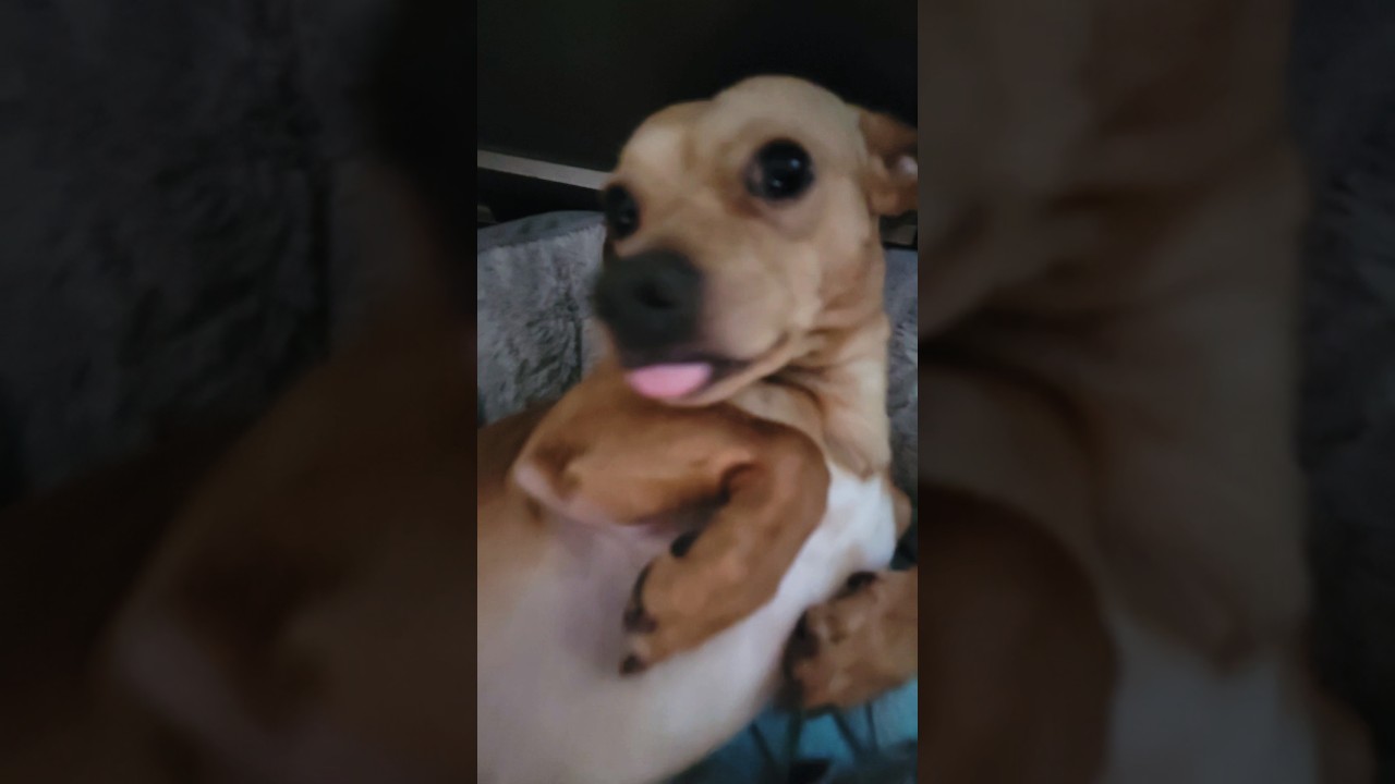 Our family dog Frijolito #doggielife #bestfriend #familydog #happydoglife #pets #chillindog