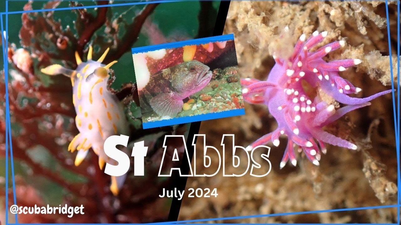 ST ABBS | UK DIVING | WOLF FISH AND NUDIBRANCH