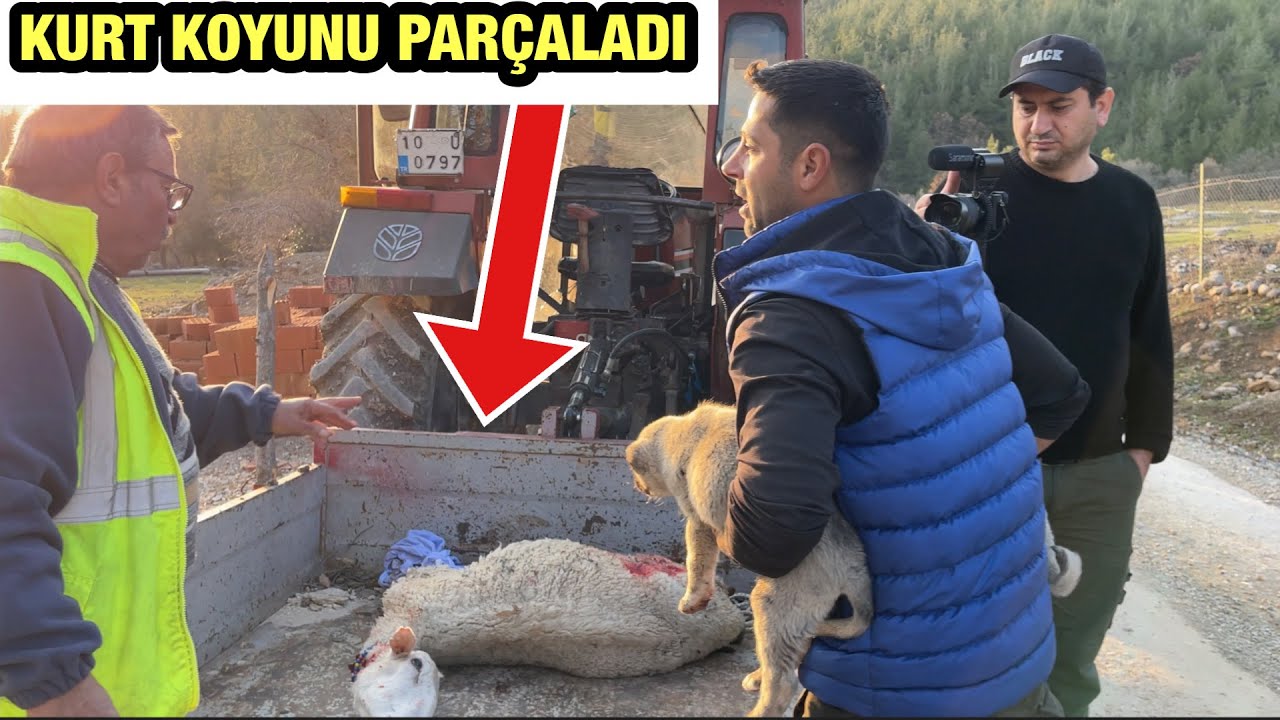 KURT SÜRÜSÜ KOMŞUMUZUN KOYUNUNU PARÇALADI @sinansagut OLAY YERİNDEYİZ