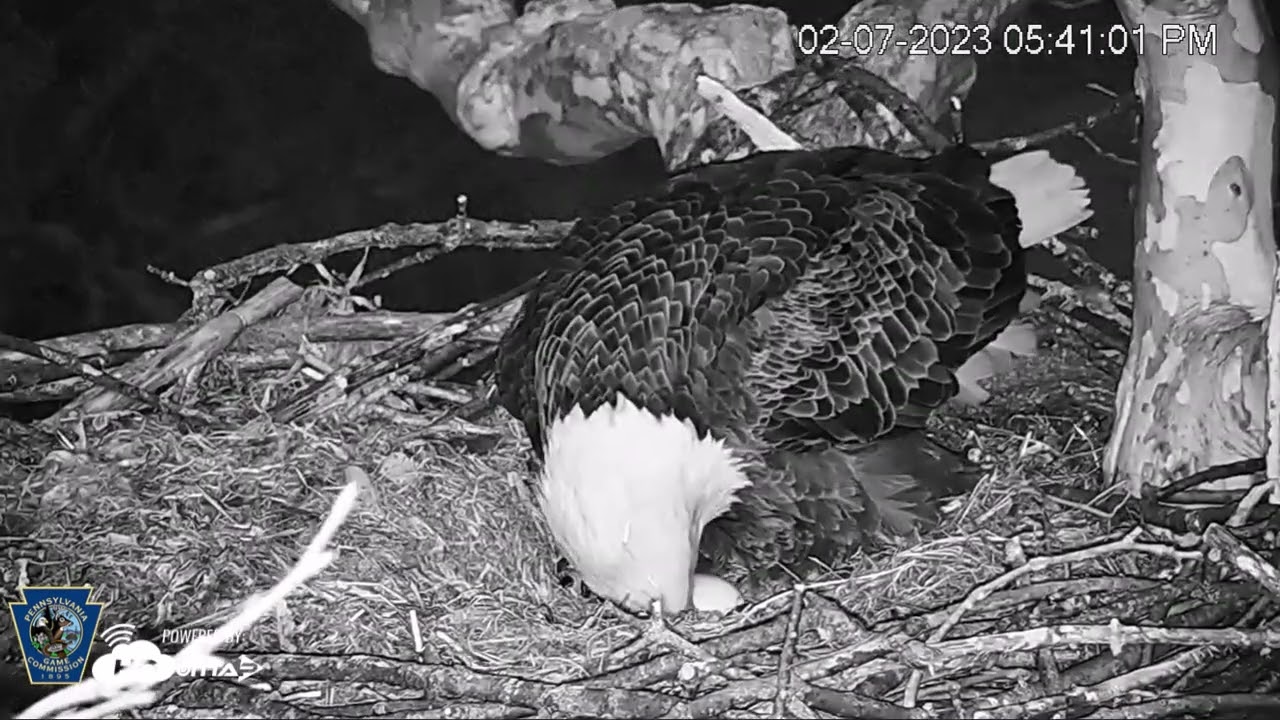PA Farm Country Bald Eagles, 2/7/23 5:40 p.m., Egg 1
