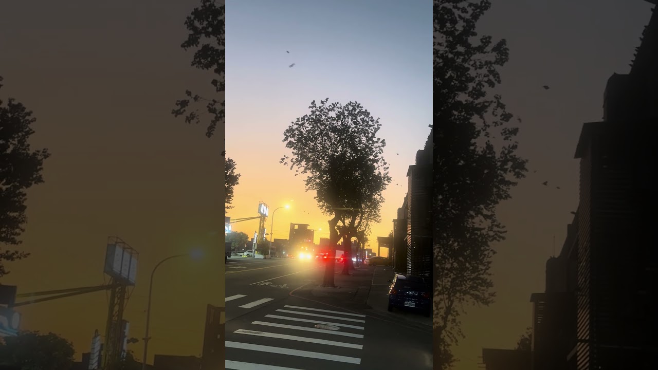 自由路四段，一心街口。八哥，大概超過一千隻。￼