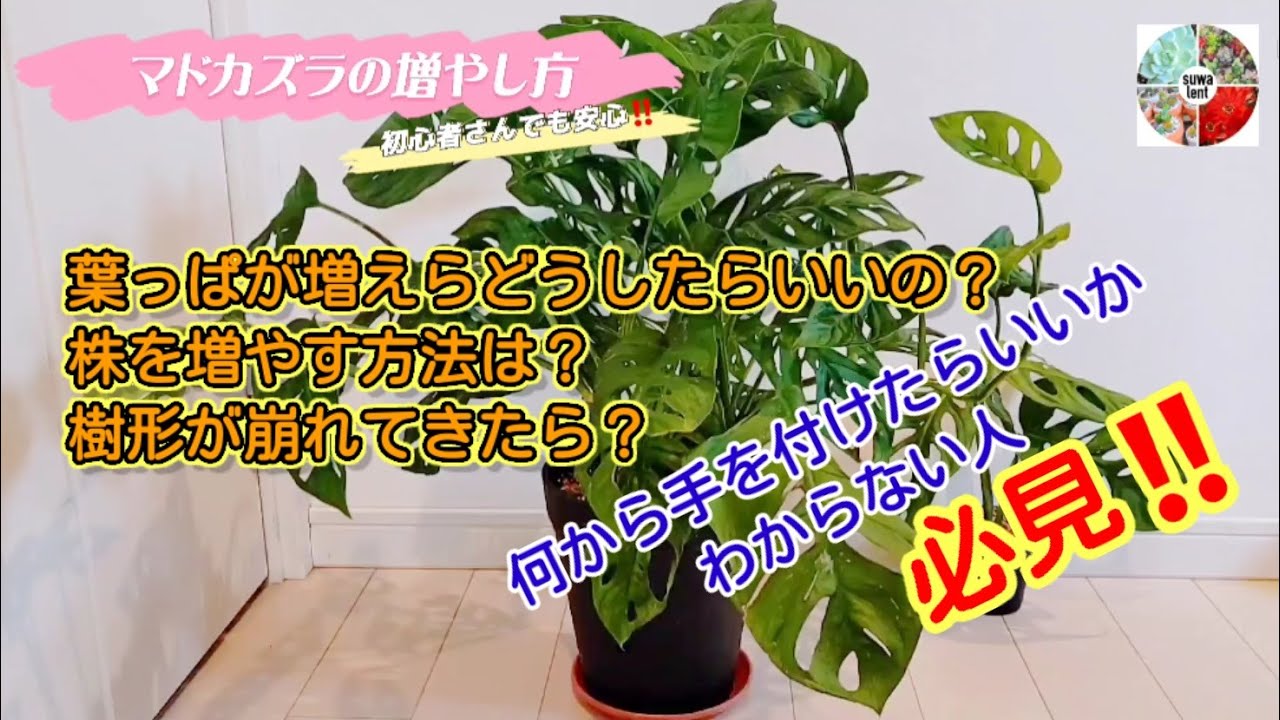 【観葉植物】ハウツー　葉に穴のあるかわいいマドカズラの増やし方　初心者さん見てください！モンステラも同じ
