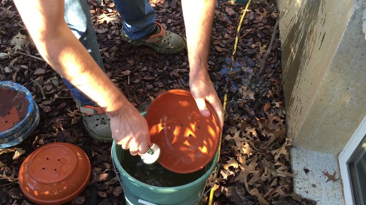 Papering your pigeon nest bowls