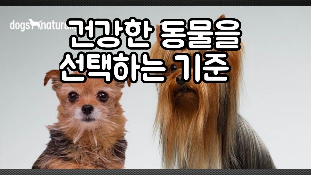 [순종과 잡종 5] 건강한 동물을 선택하는 기준
