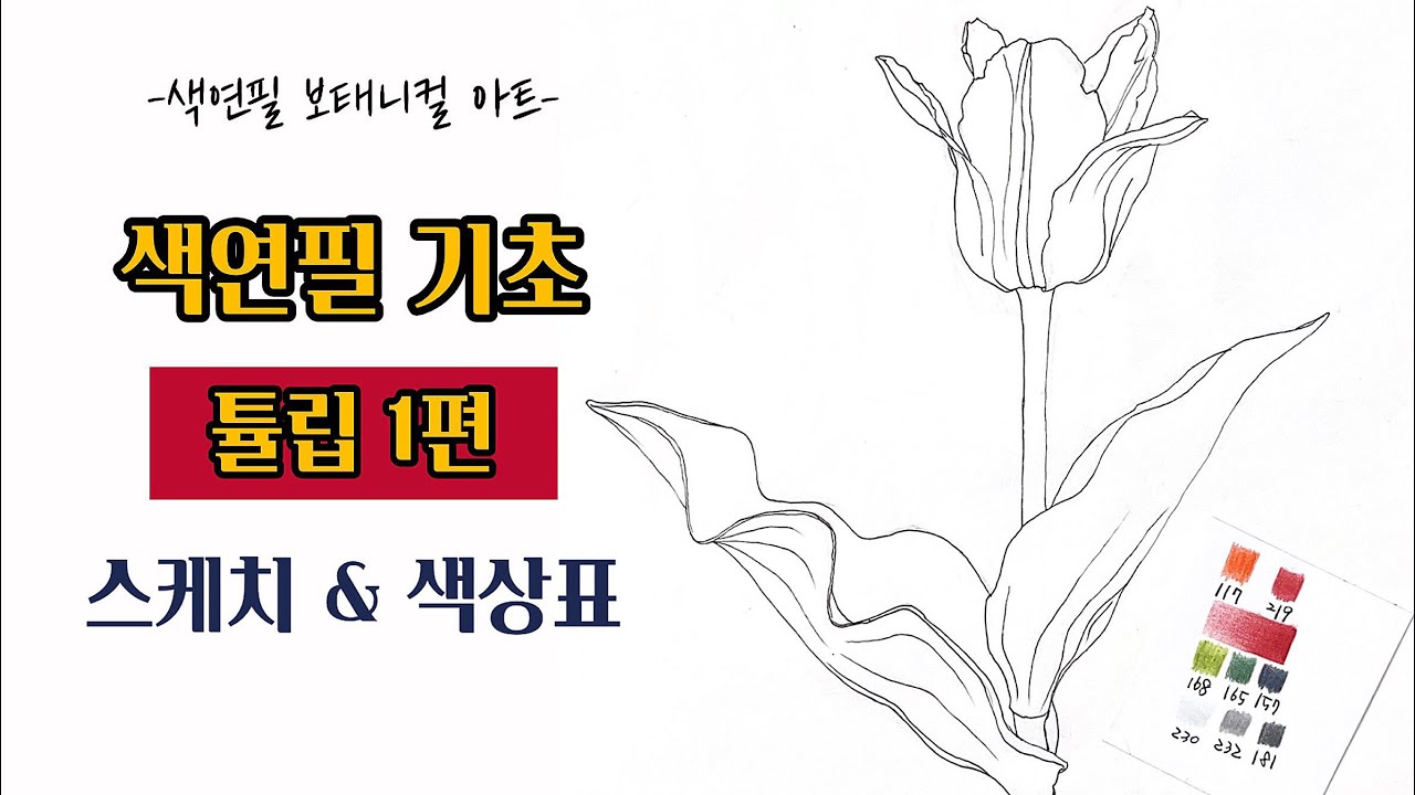 색연필기초/튤립 1편/스케치 & 색상표/색연필 보태니컬아트 기초/colored pencils botanical art