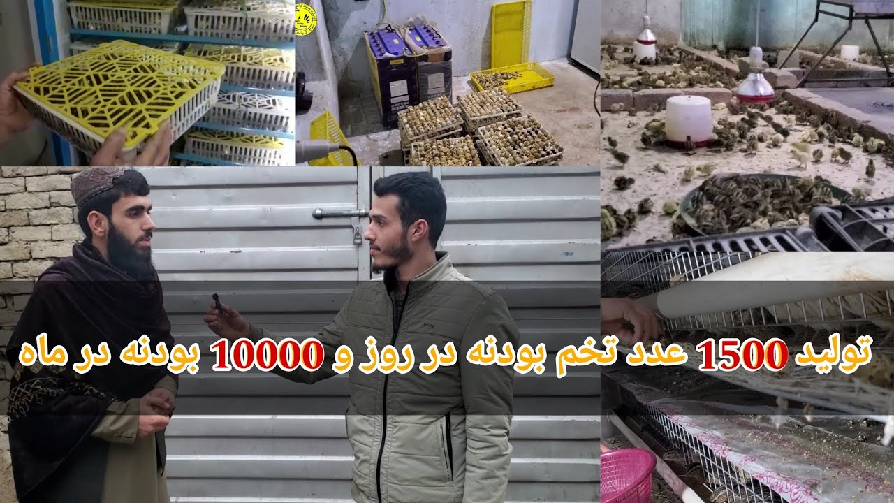 جریان گذارش یکی از فارم های بودنه در شهر کابل و چگونه گی درآمد فارم💰🤔 || شرکت مرغداری فقیری