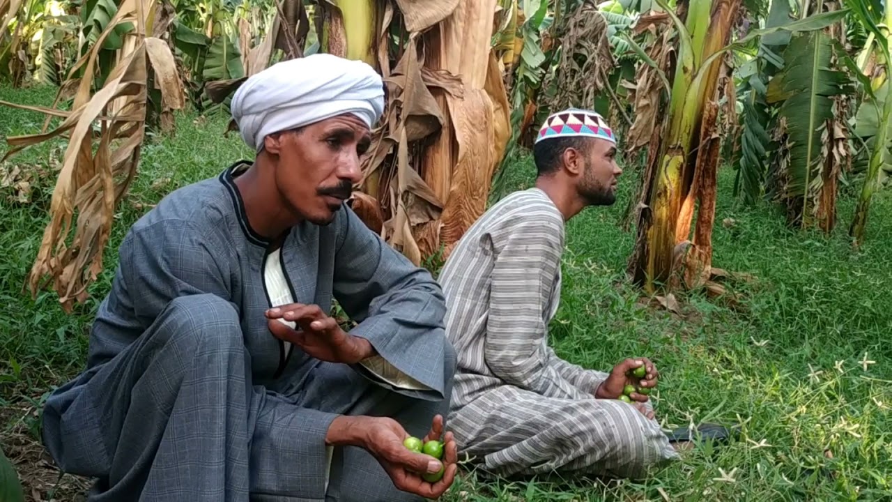 النوبي رشوان و مصطفى رضا وشوف عم شوقي و بوظه تاجر من المنيا