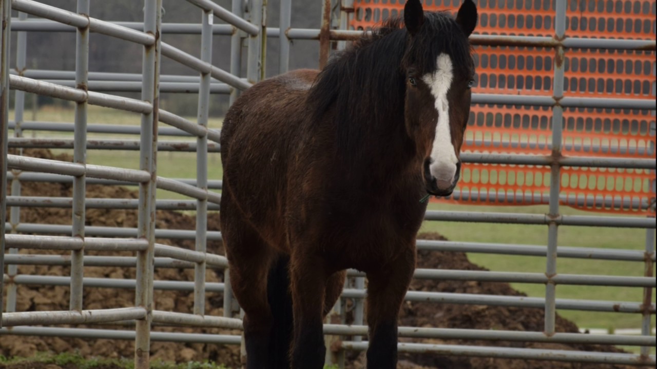 BLM Mustang August | Pick Up Day | Ewing, IL