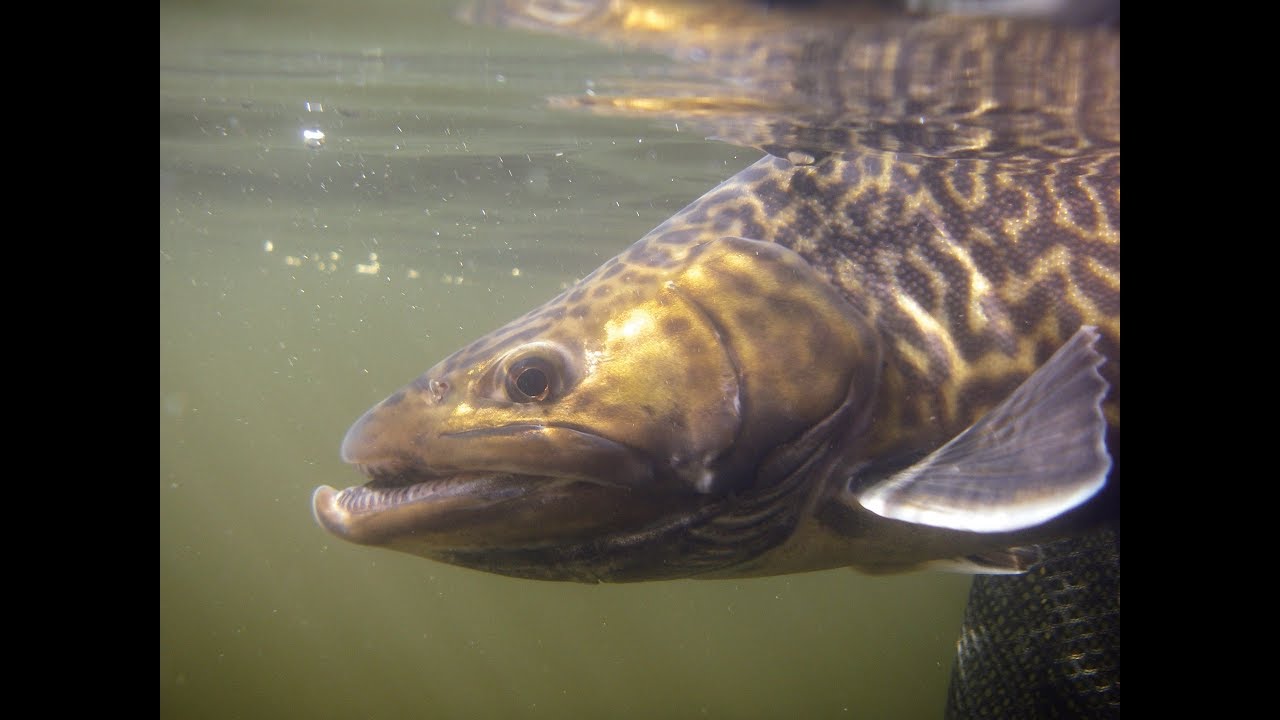 Basics of Stillwater Fly Fishing for Trout