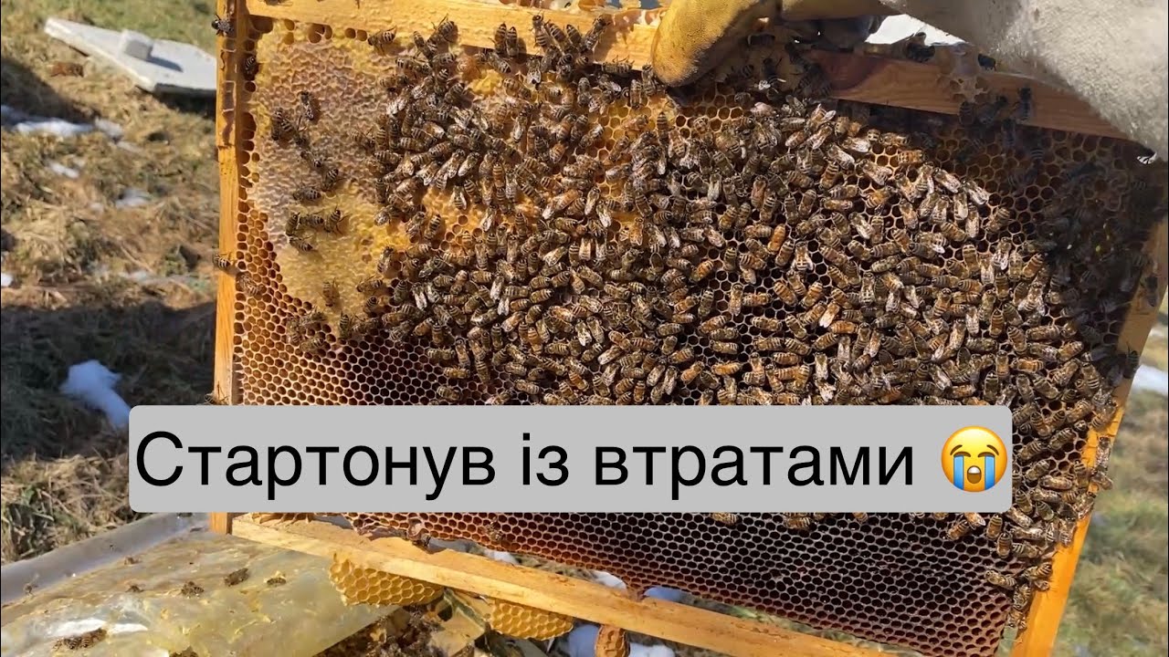 Пасіка стартонула,але знову втрати…