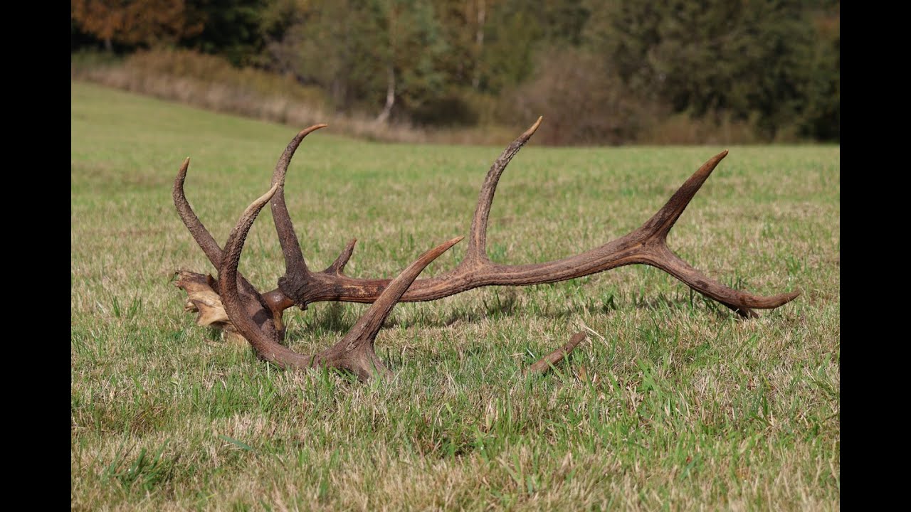 Październikowy piękny wieniec jelenia. konkretny Dwunastak