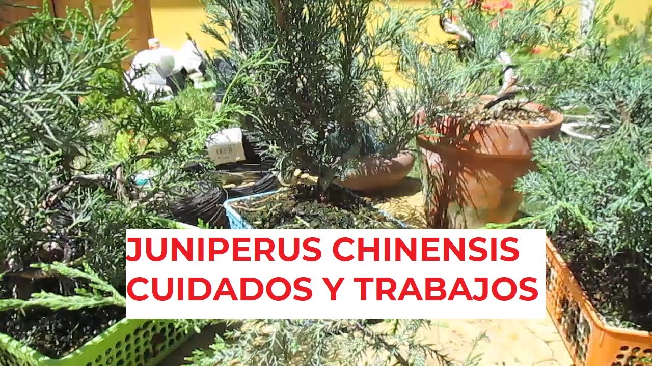 EL JUNIPERUS CHINENSIS ֍ CUIDADOS Y TRABAJOS BÁSICOS 🌳✅