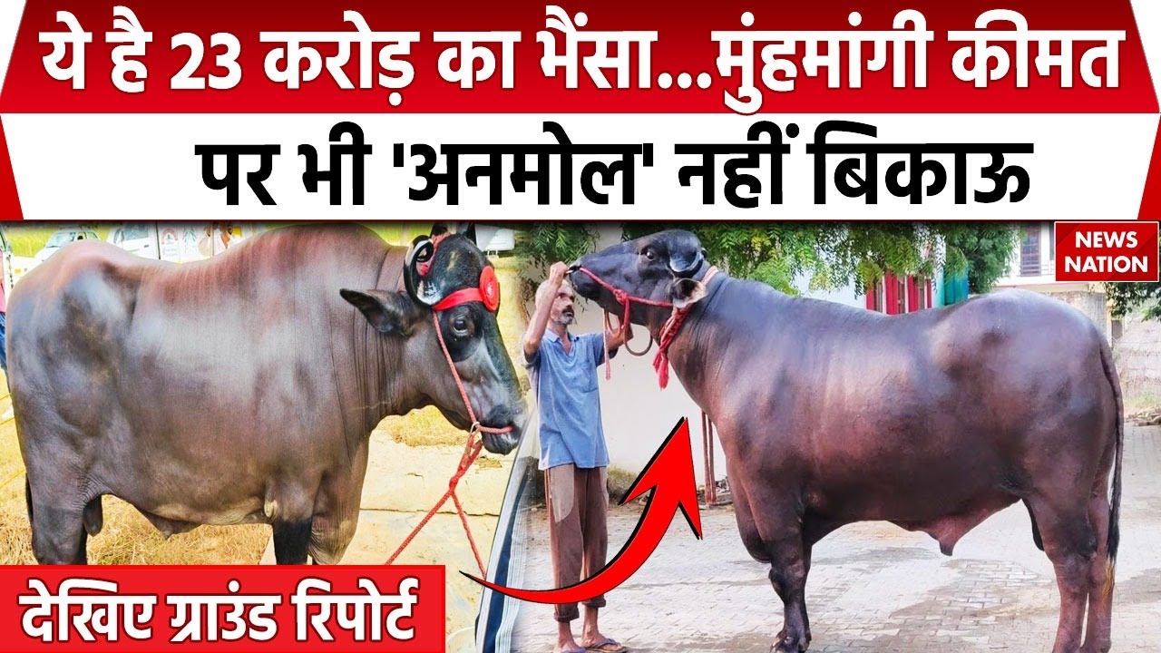 23 Crore Price Buffalo Anmol: 15 मर्सिडीज कारें भी 'अनमोल', देखिए News Nation की खास रिपोर्ट