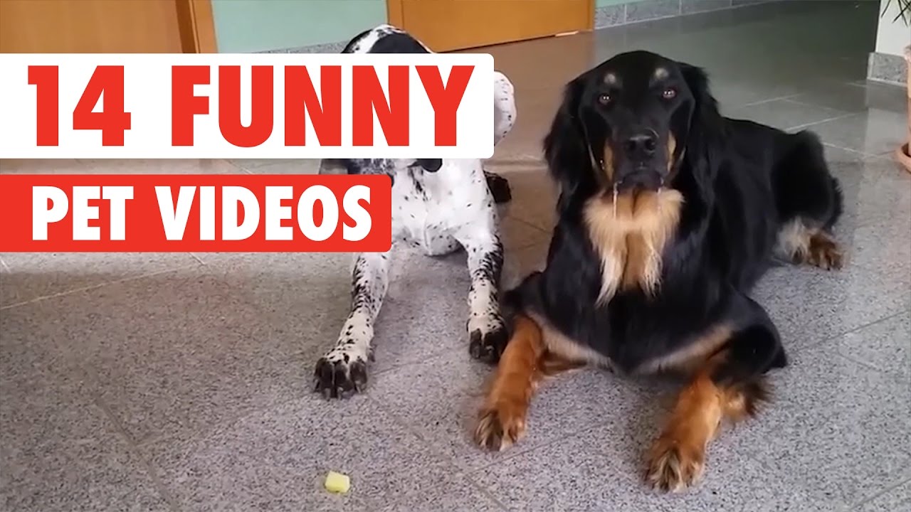 14 Funny Pet Videos Compilation 2017