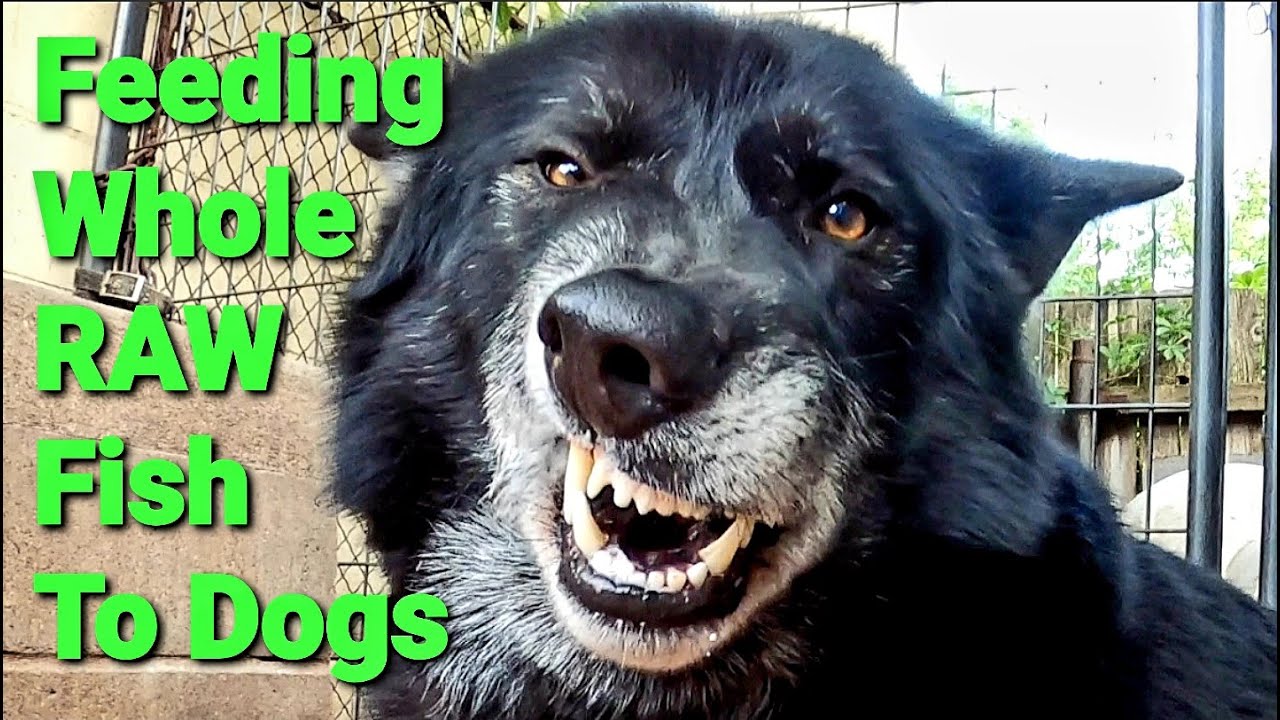 This Is What Happens When You Feed RAW Fish To Dogs!!