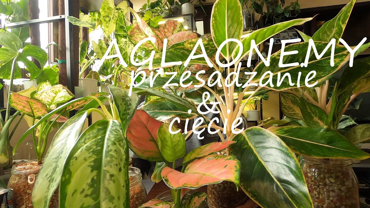 Aglaonemy | moja kolekcja | porządki roślinne