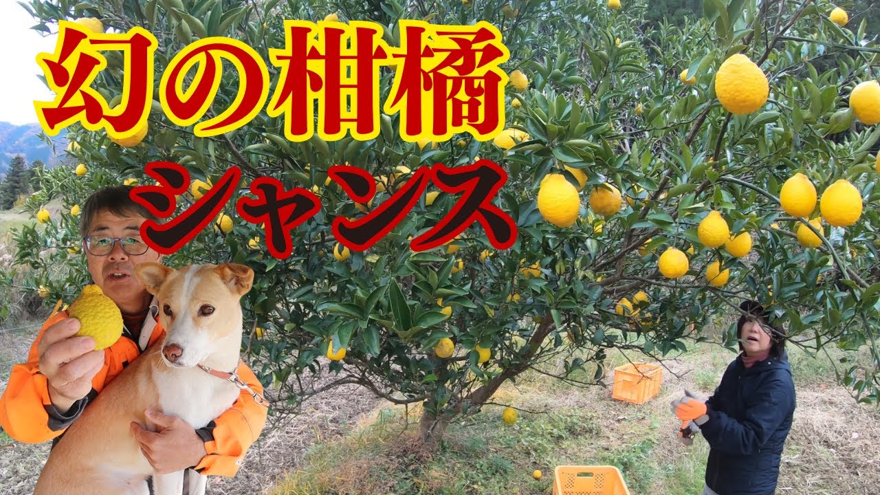 幻の柑橘「シャンス」を収穫して縁側で食べてみた！ようさんのシークワーサーも収獲したよ