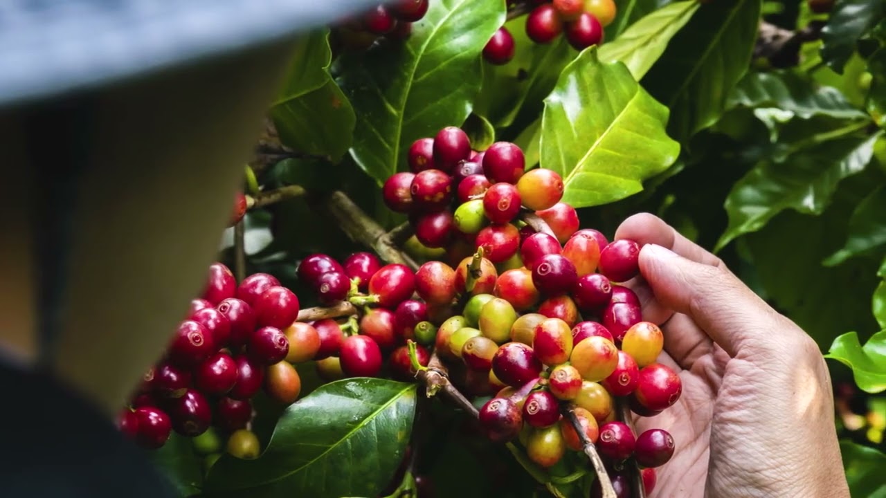 Conexão Lavoro Café -  3º Fórum Mundial de Produtores de Café