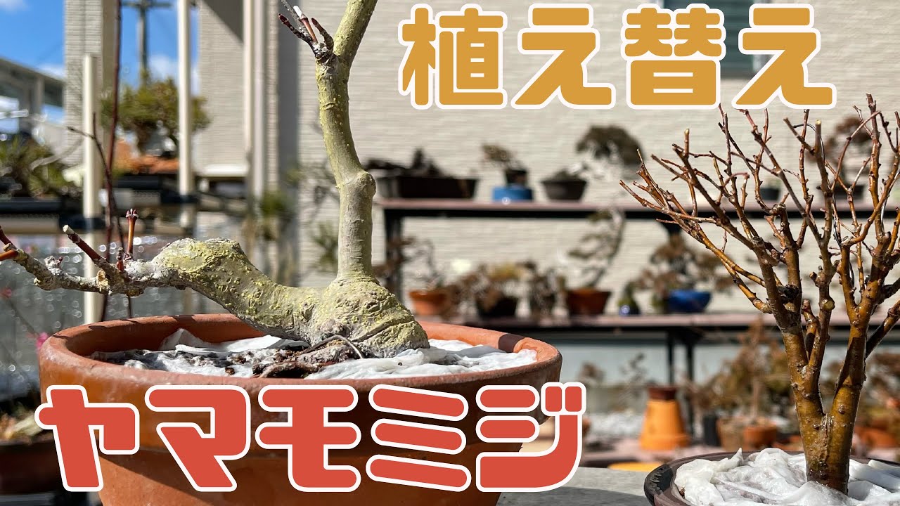 【ヤマモミジ】植え替え。根鉢の楽に崩せる方法。水苔の代わりになるもの。簡単な保護の仕方。japanese maple bonsai【初心者】