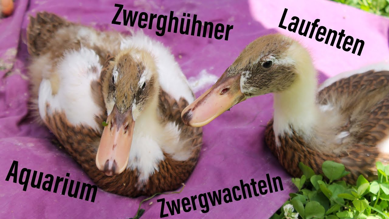 Ein Tag mit meinen Tieren | Zwerghühner (+Küken), Laufenten Küken, Zwergwachteln, Aquarium