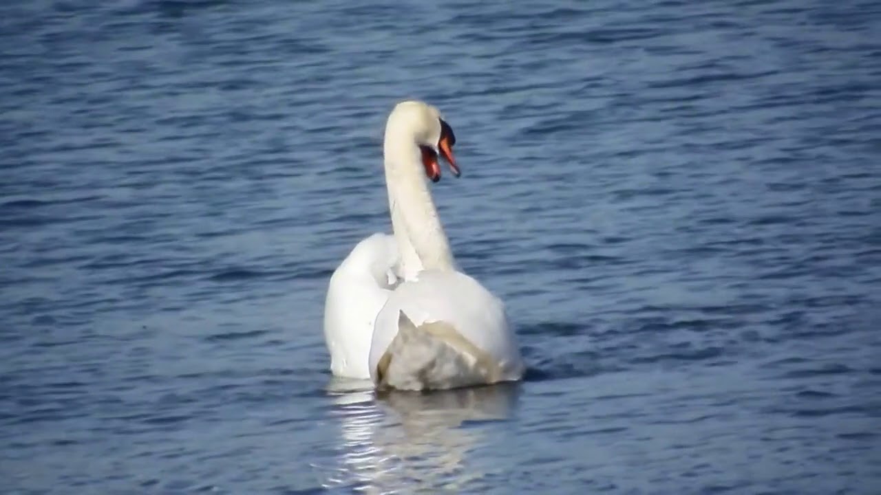 El Carnaval de los animales-"El Cisne" (C. Saint-Saëns)