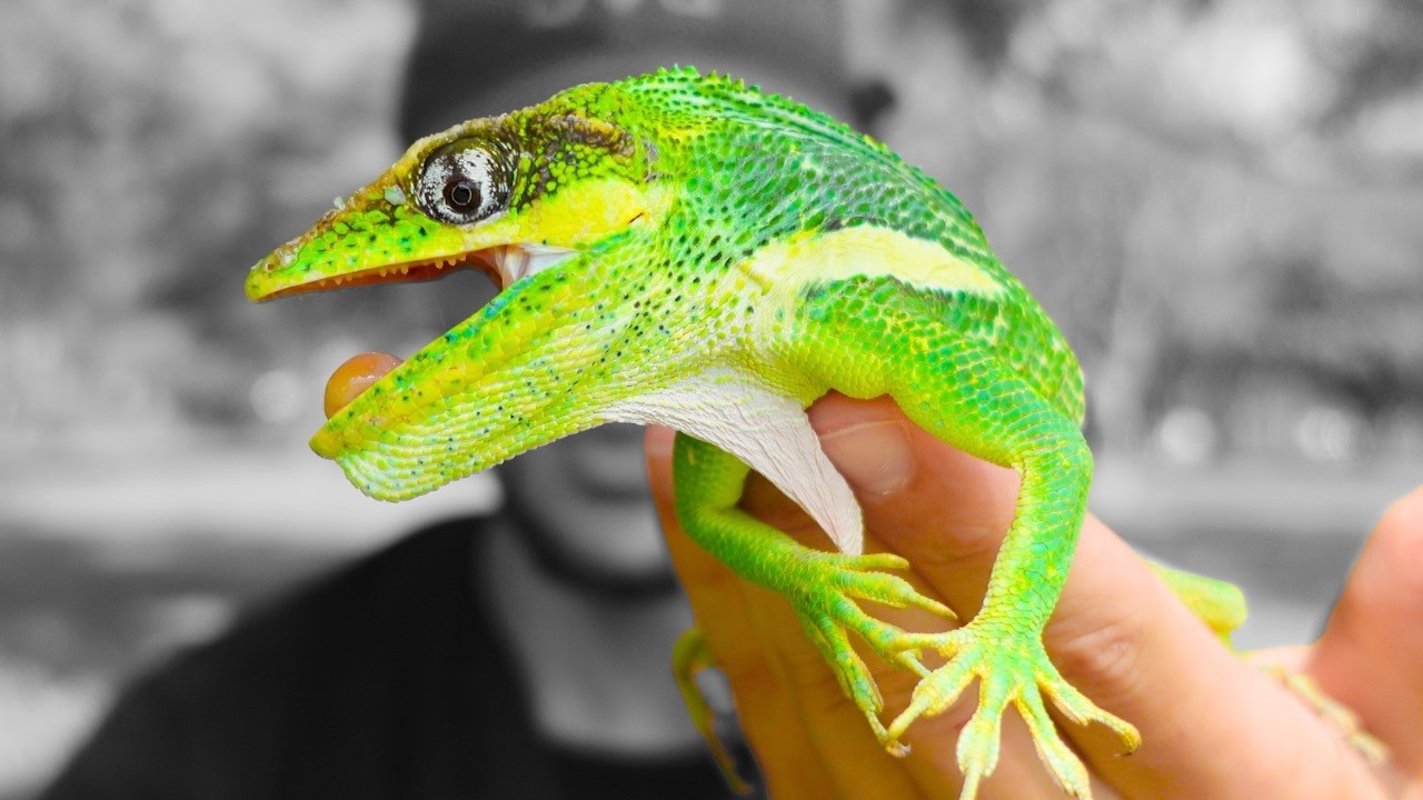 Catching INVASIVE GIANT KNIGHT ANOLES For NEW PETS