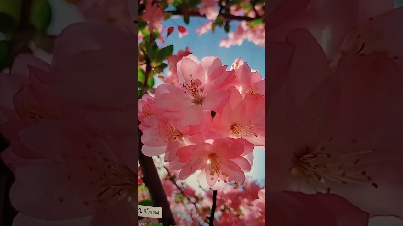 เพลงลีซูร้องคู่เพลงใหม่