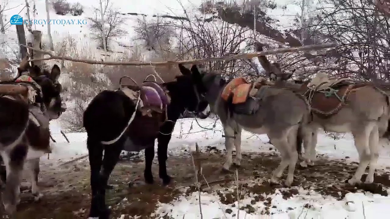 Өзгөндө мектеп окуучулары мектепке эшек минип катташат