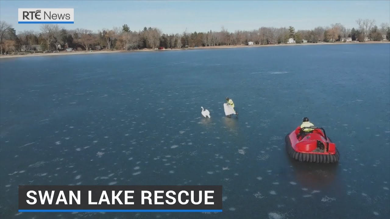 Swan rescued from frozen Wisconsin lake with hovercraft
