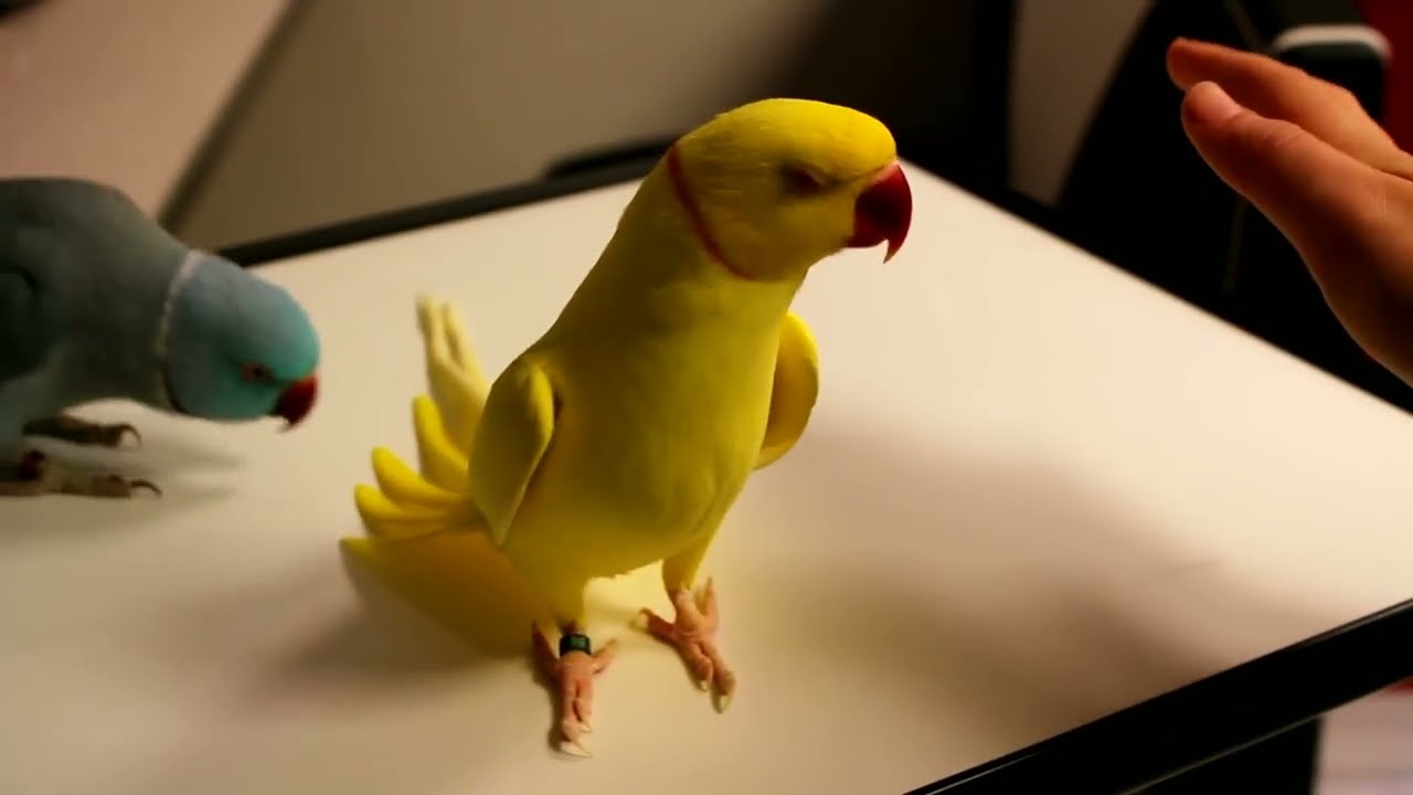 Pratende halsbandparkiet  - Talking Ringneck Parrots (indian) mutation -  Share if you love