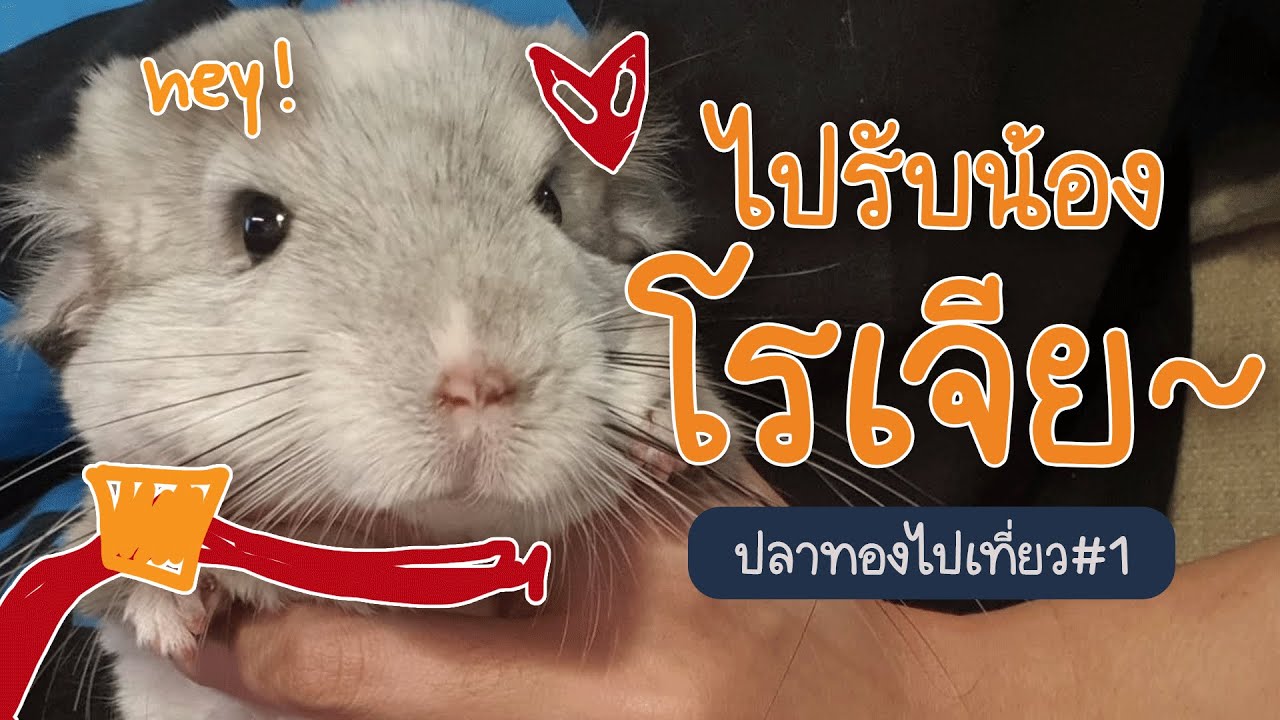 ลูกชายที่แม่รักที่สุด 