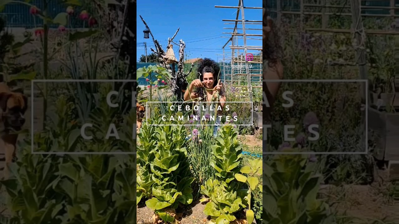 CEBOLLAS CAMINANTES 🧅👣 #huerta #huertaencasa #tips #garden #cultivoorganico #cebollas