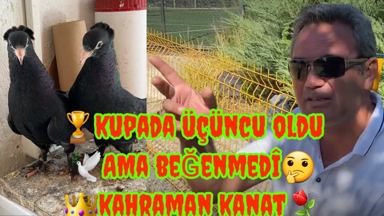 🆕️ Kırıkkale güvercin kupası oyun kuşu izle 👉 ANKARA