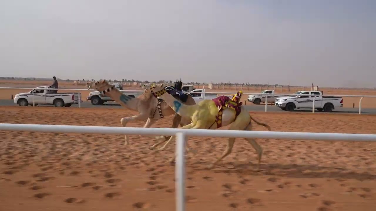 الشوط السادس قعدان مفاريد (ذرب)للمالك/حمد هادي صالح ال عامر