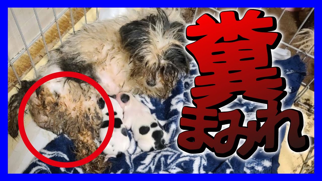 【緊急生放送】犬を糞まみれにしてる飼い主からやばい連絡が来る！警察沙汰に発展！
