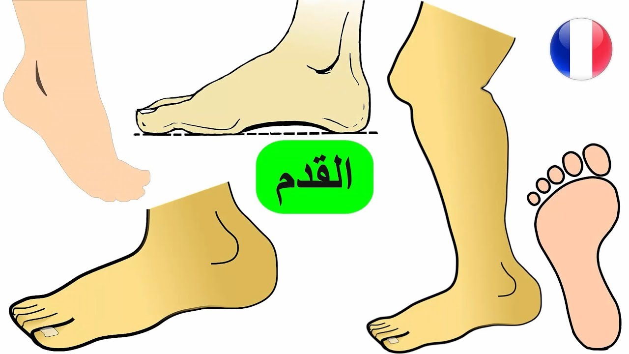 القدم | اجزاء جسم الانسان بالفرنسي | مفردات القدم بالفرنسية | تعلم اللغة الفرنسية للاطفال