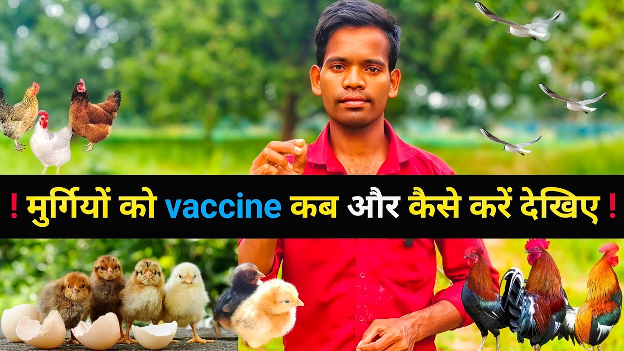 मुर्गियों को vaccine कब ! और कैसे लगाएं देखिए पूरी जानकारी इस video में !