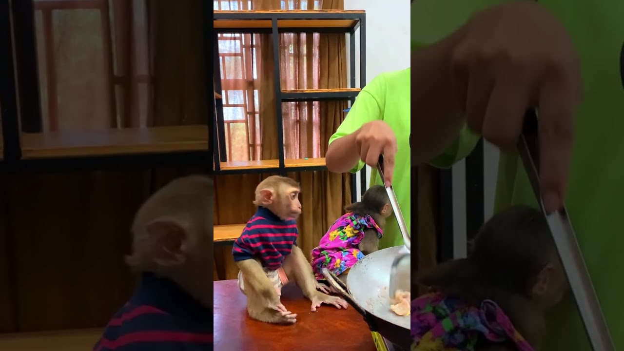 Monkey feels love and peace living in a human home ��❤️��