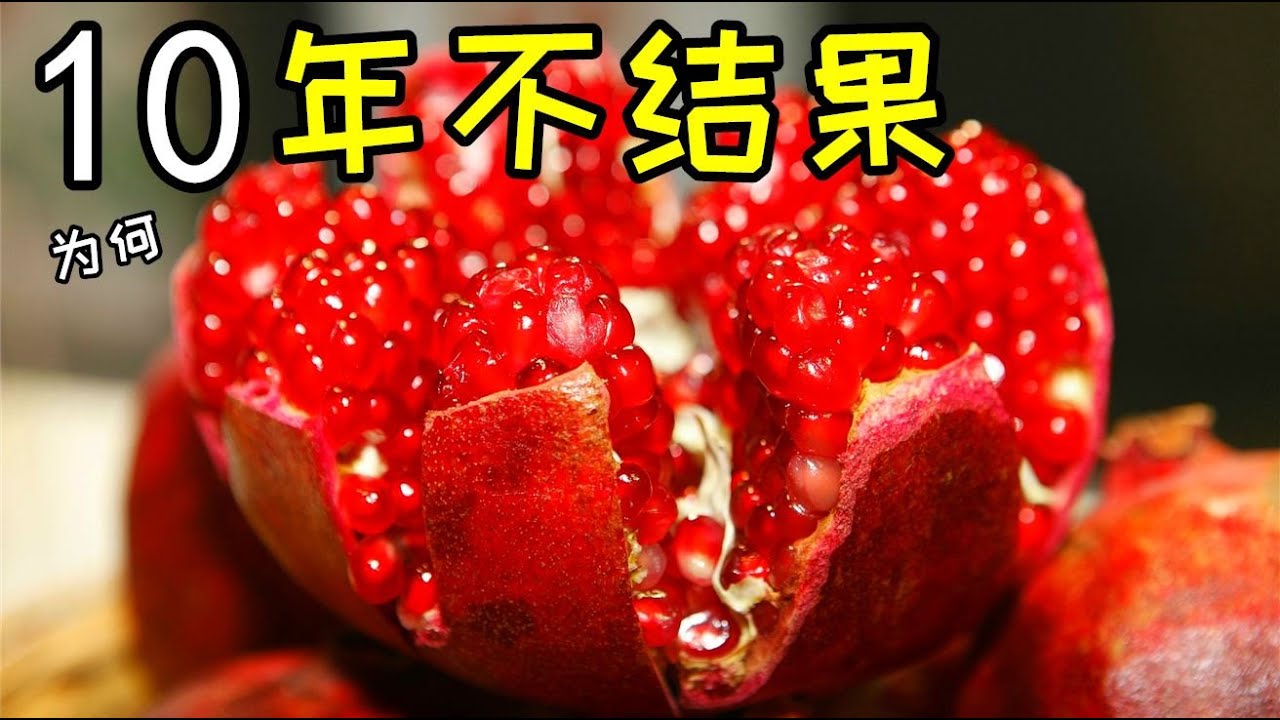 石榴樹為何不開花不結果？/ 石榴树为何不开花不结果？