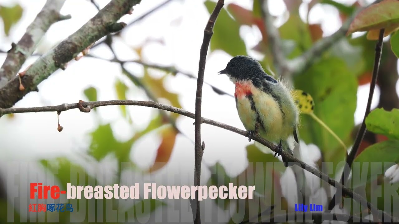 Fire breasted Flowerpecker   红胸啄花鸟