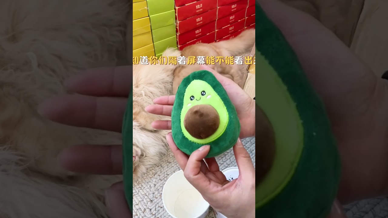 五位数宠物开箱 花钱怎么就这么简单 给小猫小狗买东西让我快乐 并且幸福指数拉满 #开箱视频 #萌宠好物 #购物分享 #养猫好物 #养猫用品推荐