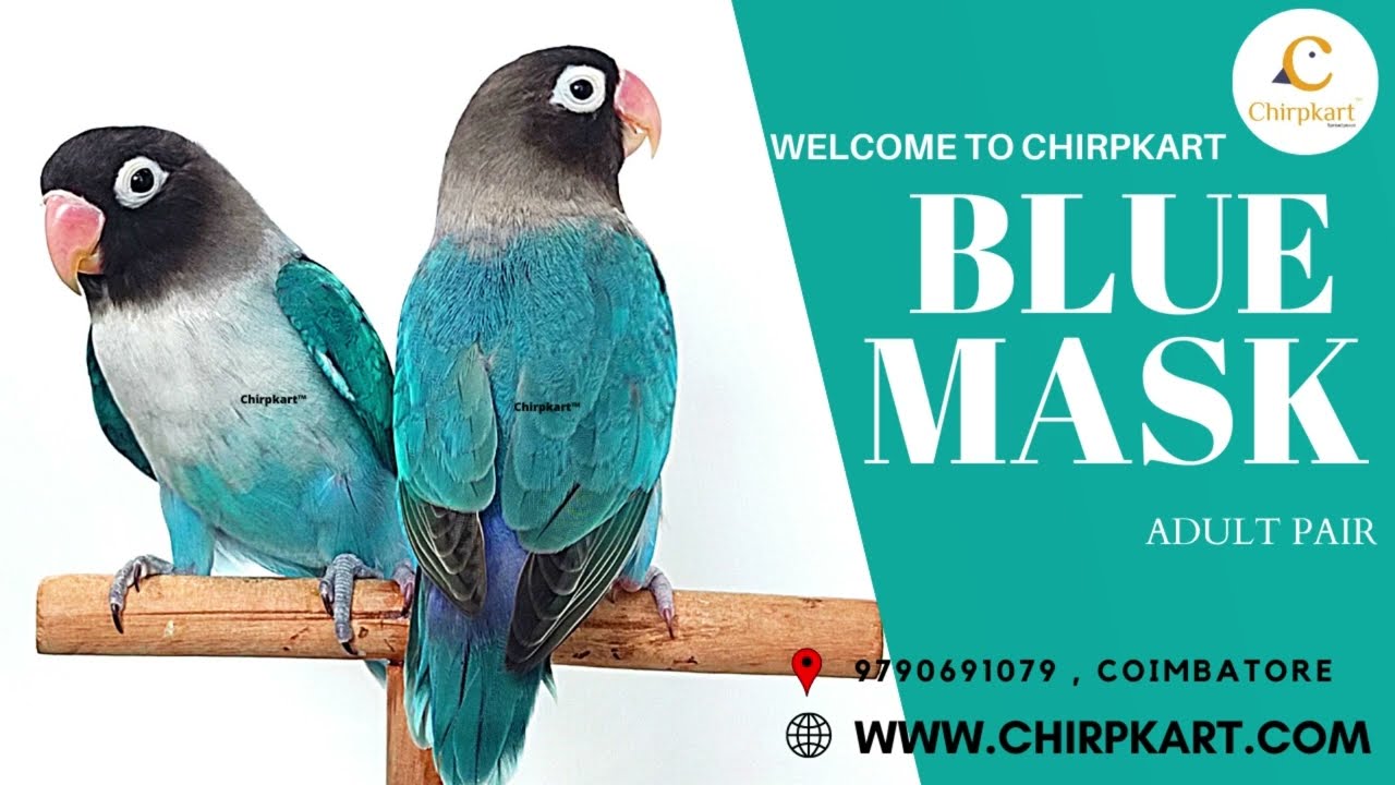 BLUE MASK || AFRICAN LOVE BIRDS || LOVE BIRDS || ADULT PAIR || CHIRPKART || COIMBATORE