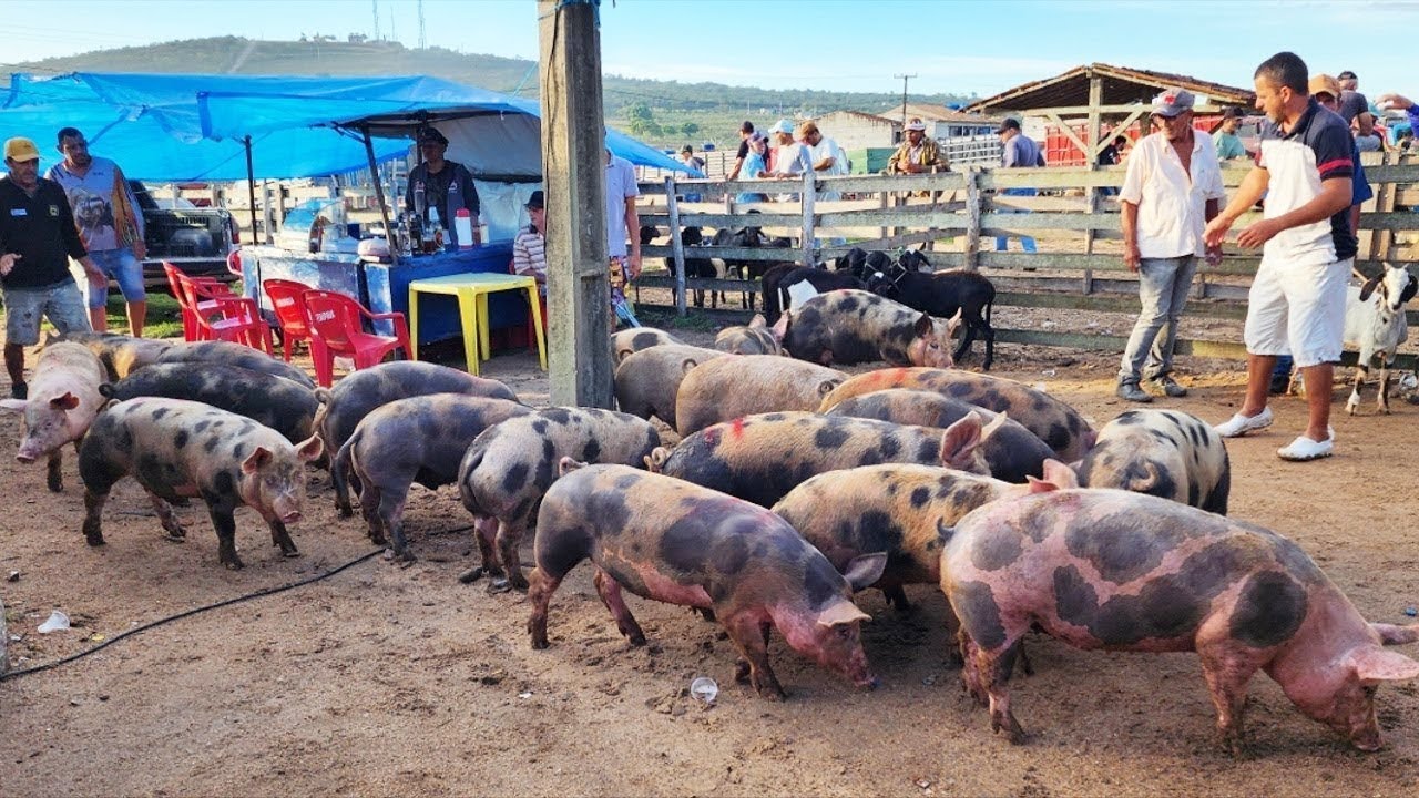 SUÍNOS COM FORÇA EM CAPOEIRAS-PE, ALÉM DE CAPRINOS E OVINOS  17-10-2025 #nordeste