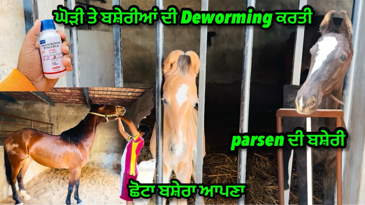 ਘੋੜੀ ਤੇ ਬਸ਼ੇਰੀਆਂ ਦੀ Deworming ਕਰਤੀ॥Parsen ਦੀ ਬਸ਼ੇਰੀ ॥ਛੋਟਾ ਬਸ਼ੇਰਾ ਆਪਣਾ॥#horse #trending #viral 
