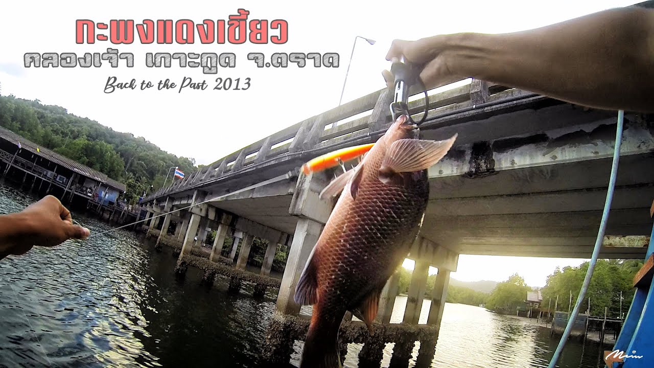 กะพงแดงเขี้ยว คลองเจ้า เกาะกูด จ.ตราด | Back To The Past 2013