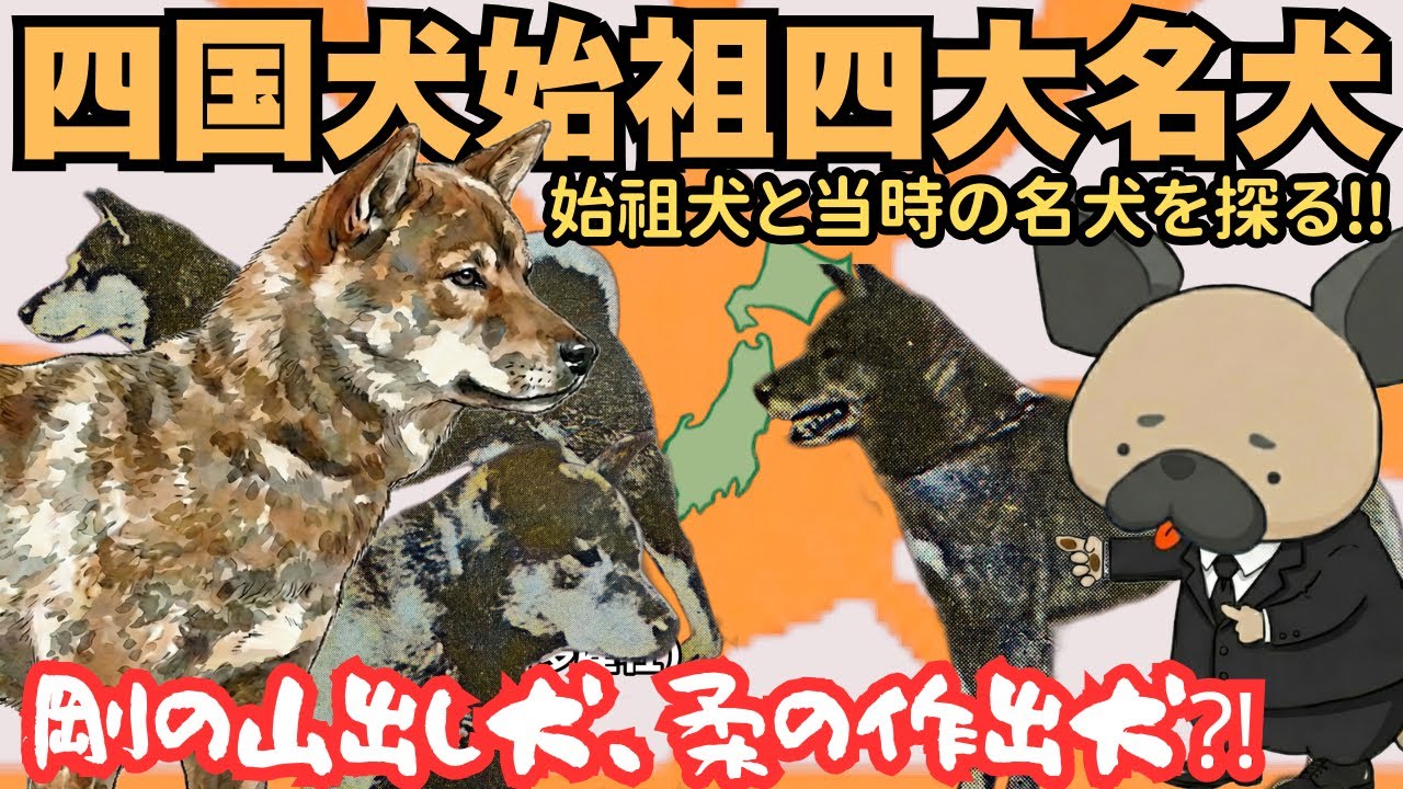 四国犬の始祖となった四大名犬〜剛の山出し犬と柔の作出犬〜四国犬5