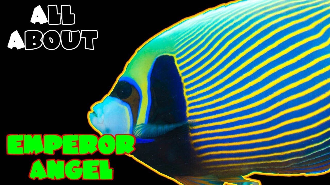 All About The Emperor Angelfish