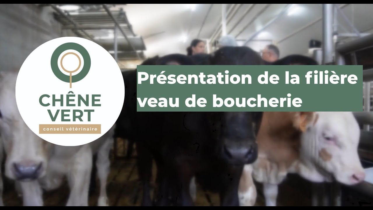 Présentation de la filière veau de boucherie