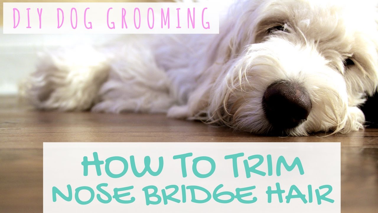 DIY Dog Grooming - Goldendoodle Grooming Around Eyes